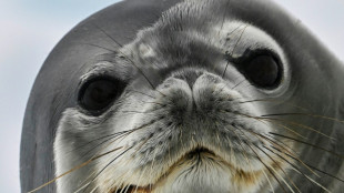 La biopsie au bout du fusil: en Antarctique, chasse au mercure chez les grands mammif&egrave;res 