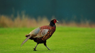Fasan trifft Sozius auf Motorrad: OLG Oldenburg spricht Mann Schmerzensgeld zu