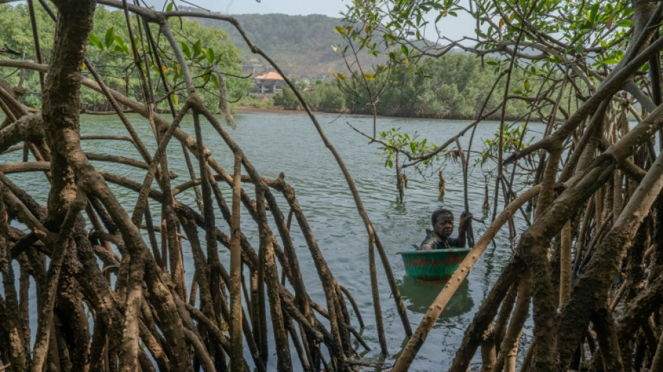 Mangrove loss threatens Sierra Leone's oyster harvesters
