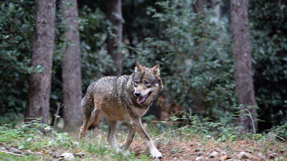Oltre 21.500 lupi in Europa, aumentati del 58% in un decennio