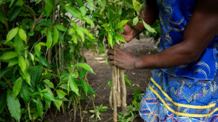 Gabon longs to cash in on sacred hallucinogenic remedy