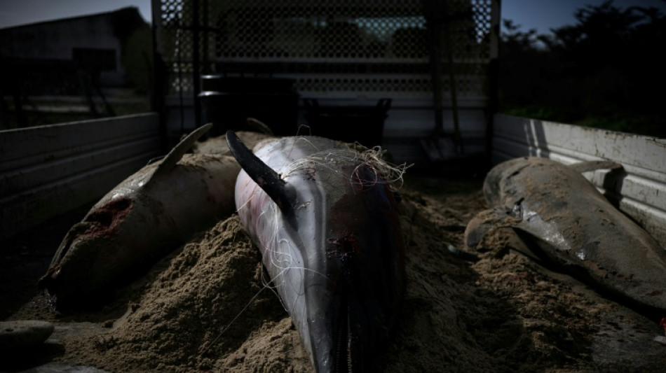 Dauphins: un nouveau mois sans p&ecirc;che, mais peut-&ecirc;tre pas le dernier 