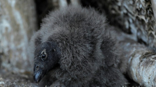 Chili: rendre &agrave; la vie sauvage des condors n&eacute;s en captivit&eacute;