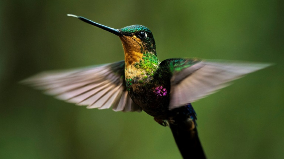 Studie: Hitzewellen sorgen für Rückgang der Bestände tropischer Vögel