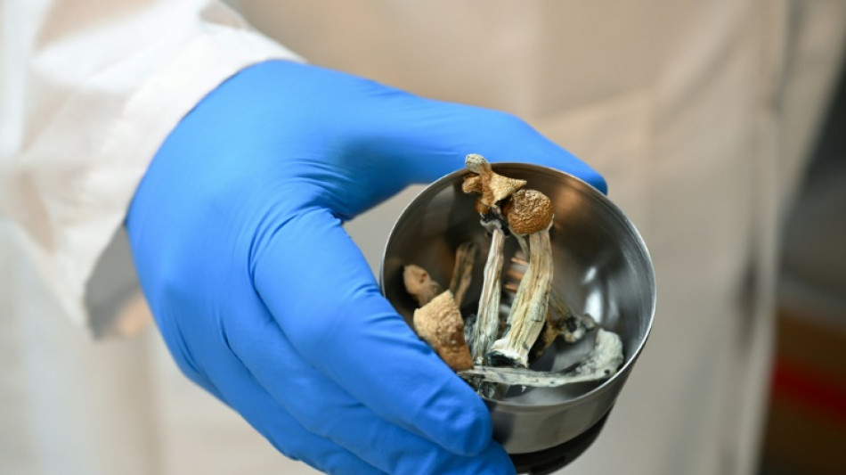 La Nouvelle-Zélande autorise l'usage médical des champignons hallucinogènes