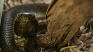 Schlangenbiss in &Auml;gypten-Urlaub: Urlauber aus Bayern stirbt nach Show in Hotel