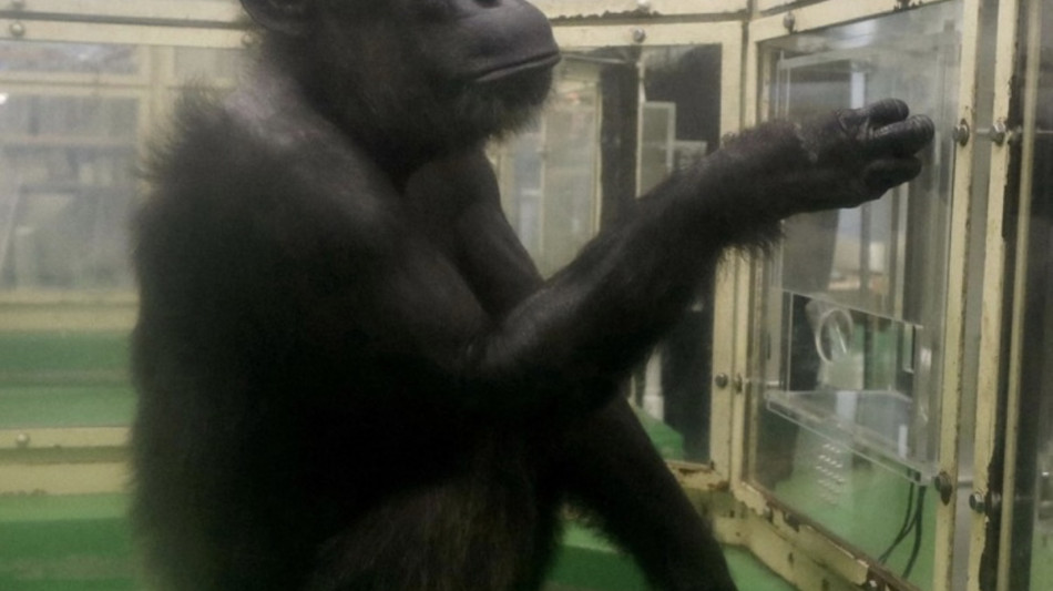 Addio ad Ai, scimpanz&eacute; simbolo della scienza