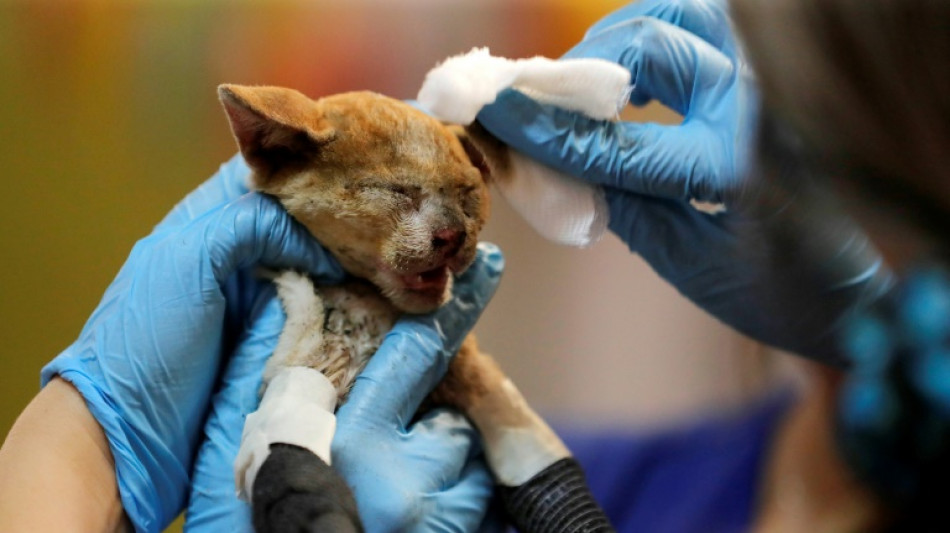 Chili: un h&ocirc;pital de campagne pour les animaux victimes des incendies