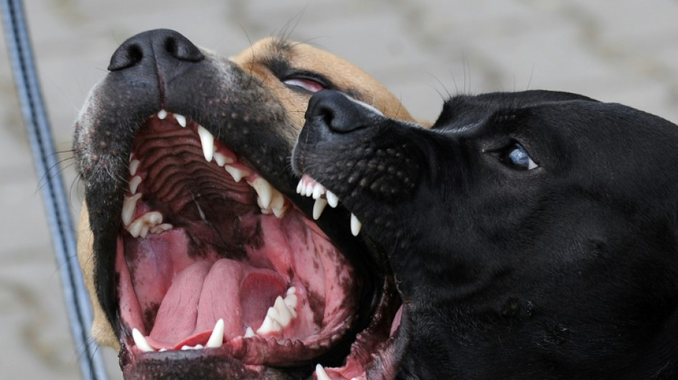 Aggressiver Pitbull verletzt in nieders&auml;chsischem Oldenburg sechs Menschen 