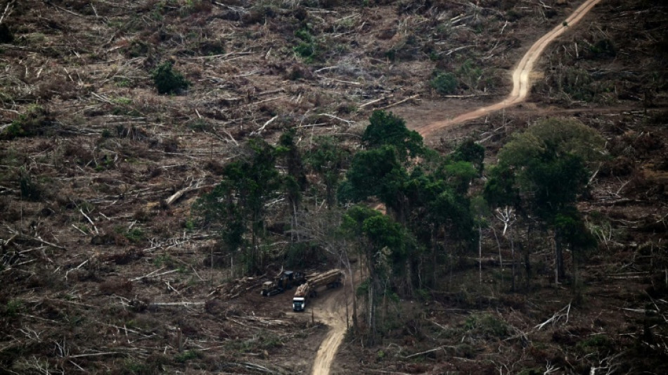 La destrucci&oacute;n de bosques tropicales se moder&oacute; en 2025, pero preocupa