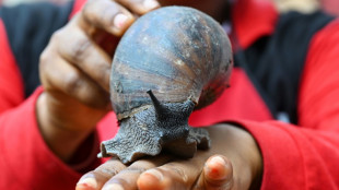 En C&ocirc;te d'Ivoire, des fermes d'escargots g&eacute;ants en plein boom