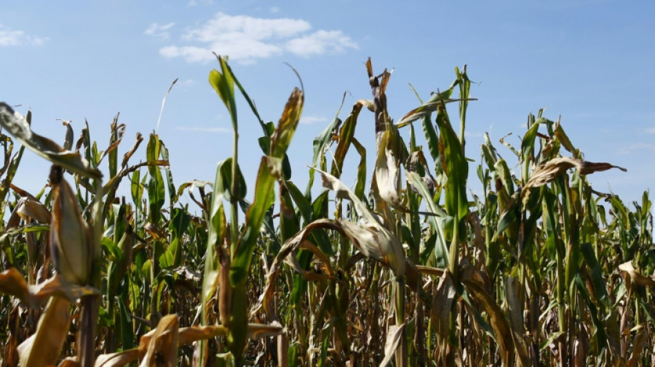 Brasil prev&eacute; una cosecha r&eacute;cord de ma&iacute;z, en pleno auge de las exportaciones