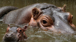 Neue Erkenntnisse: Flusspferde lebten noch während letzter Eiszeit in Deutschland