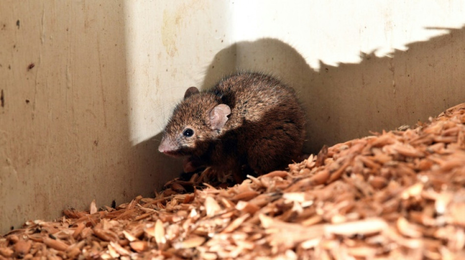 P&iacute;ldora masculina anticonceptiva logra 99% de efectividad en ratones, seg&uacute;n cient&iacute;ficos