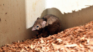 Une pilule contraceptive pour homme efficace &agrave; 99% sur les souris