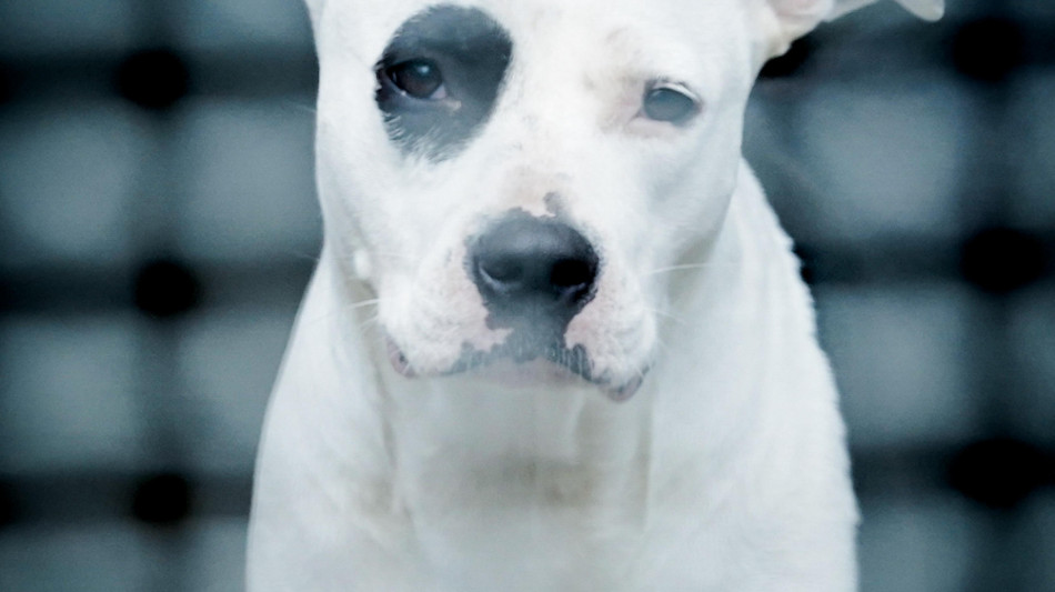 Consumerismo, da animali a bagagli le novit&agrave; sui voli