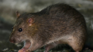 La Tanzanie identifie une myst&eacute;rieuse maladie comme &eacute;tant "la maladie du rat"