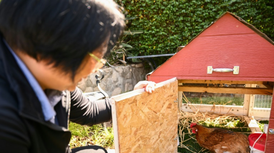 Aluguel de galinhas está se tornando mais popular nos EUA devido ao aumento dos preços dos ovos.