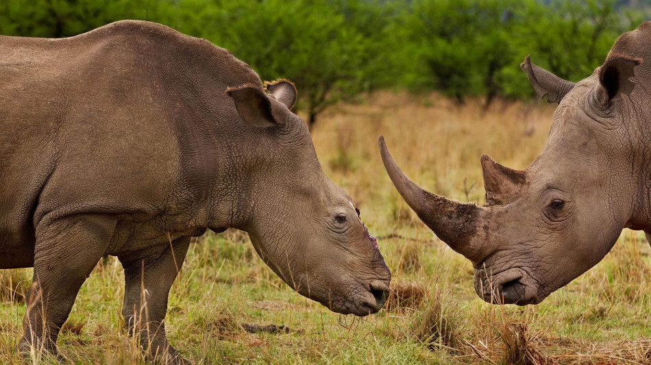 Sudafrica, corni rinoceronti 'radioattivi' contro i bracconieri