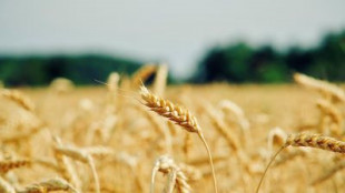 Fao, gli oli vegetali spingono al rialzo i prezzi alimentari