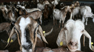 Betrug mit EU-Agrarsubventionen: 13 Verdächtige in Griechenland in U-Haft