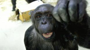Gli scimpanz&eacute; conversano a gesti con ritmi simili agli umani