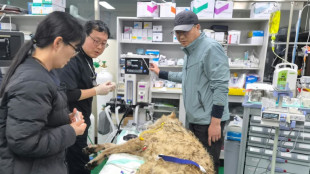 Escaped wolf in South Korea recaptured, returned to zoo