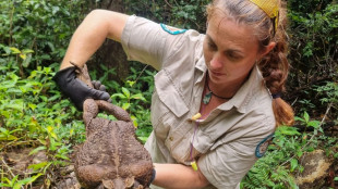 Australie: d&eacute;couverte d'un crapaud buffle g&eacute;ant de 2,7 kg