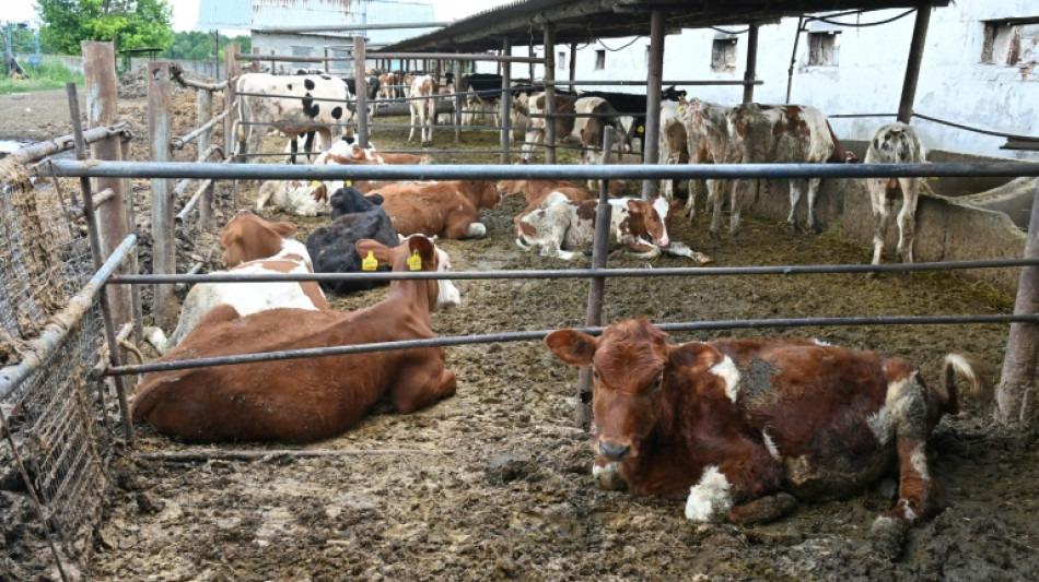 El ganado en Ucrania, otra v&iacute;ctima de la guerra