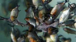 Sri Lanka to ban predatory pet fish to protect ecosystems