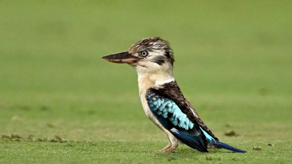 Científicos encuentran sorprendente inversión de sexo en aves australianas