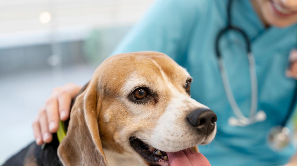 Prende piede l'osteopatia veterinaria, ultima frontiera del benessere di cani e gatti