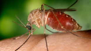 Morto 85enne per West Nile nel Milanese