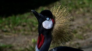 Kronenkranich ist Zootier des Jahres 2026 - Bestand in Wildnis nimmt stark ab