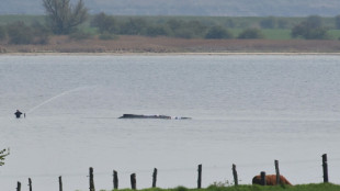 Rescate de una ballena varada en la costa del mar B&aacute;ltico entra en "fase decisiva"
