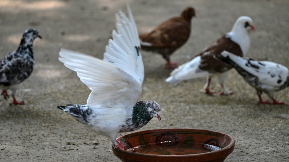 Wildlife rescuers help birds survive Pakistan's hotter summers