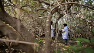 Oman fait revivre ses mangroves, un puits de carbone menac&eacute; par le changement climatique
