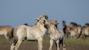 Erano estinti, ora sono 1.300 i cavalli selvatici nel mondo