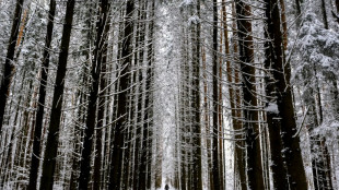 UN says forests should form key plank of COP30