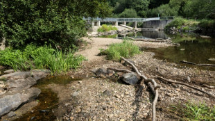 Dans les rivi&egrave;res &agrave; sec du Finist&egrave;re, la bataille pour sauver les poissons