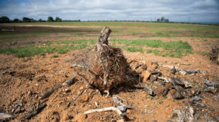 El pueblo español que lucha por salvar sus olivos de las plantas fotovoltaicas