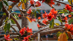 Hong Kong's 'hero trees' lose their glory as climate warms