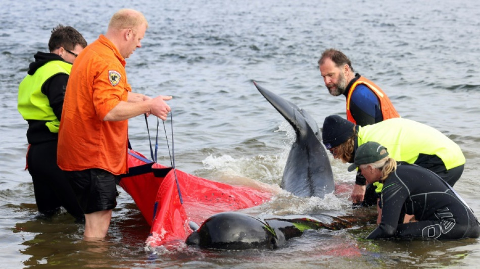 Cet&aacute;ceos varados, un fen&oacute;meno frecuente y dif&iacute;cil de explicar