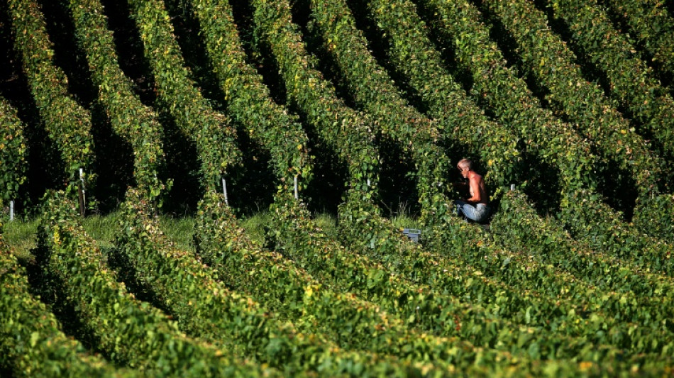 French champagne harvest begins with 'promising' outlook