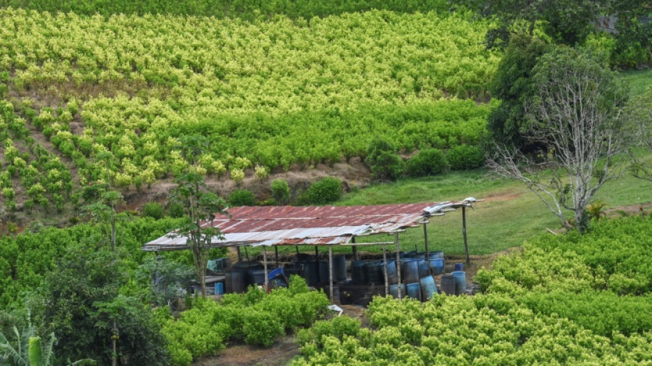 Colombia inicia una "ofensiva diplom&aacute;tica" para no perder la certificaci&oacute;n antidrogas de EEUU