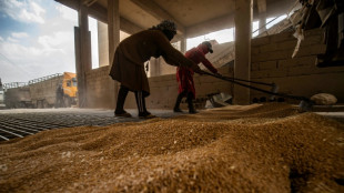 En Syrie, la s&eacute;cheresse menace la r&eacute;colte de bl&eacute;