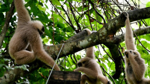 Baby boom: the endangered wildlife revival at Cambodia's Angkor Wat