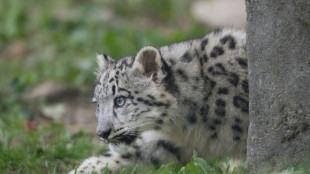 La mitad de especies con estado de conservaci&oacute;n desconocido podr&iacute;an desaparecer