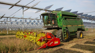 Althesys, da sviluppo agrivoltaico 11,8 miliardi all'Italia