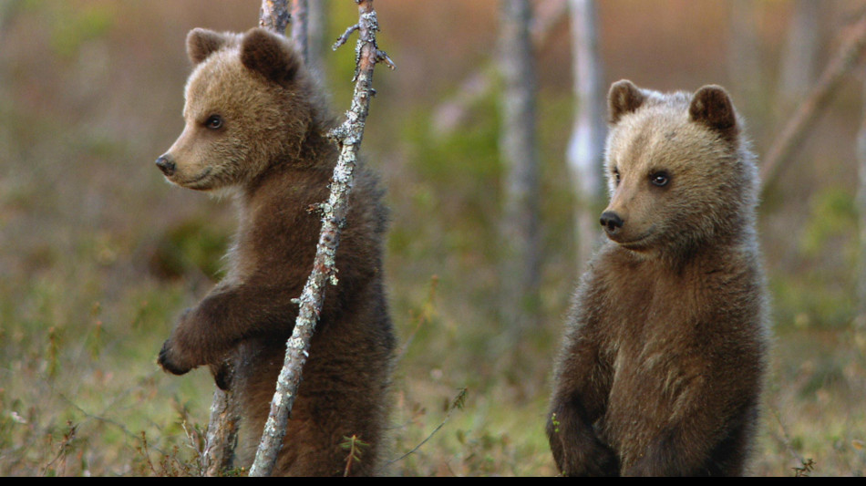L'"intelligenza" al centro del Gran Paradiso Film Festival